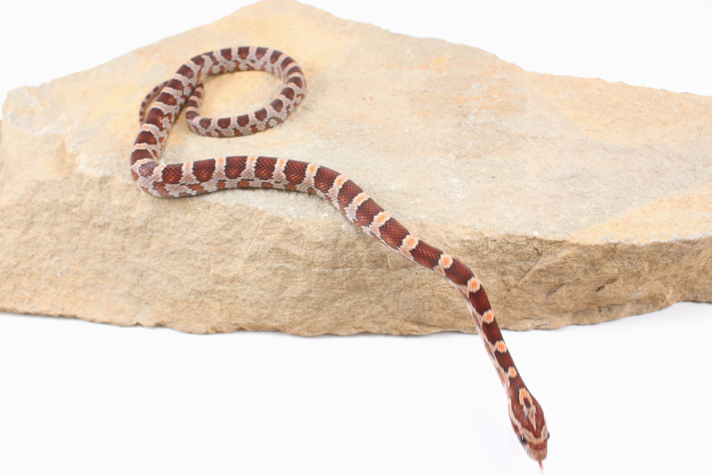 Classic Corn Snake