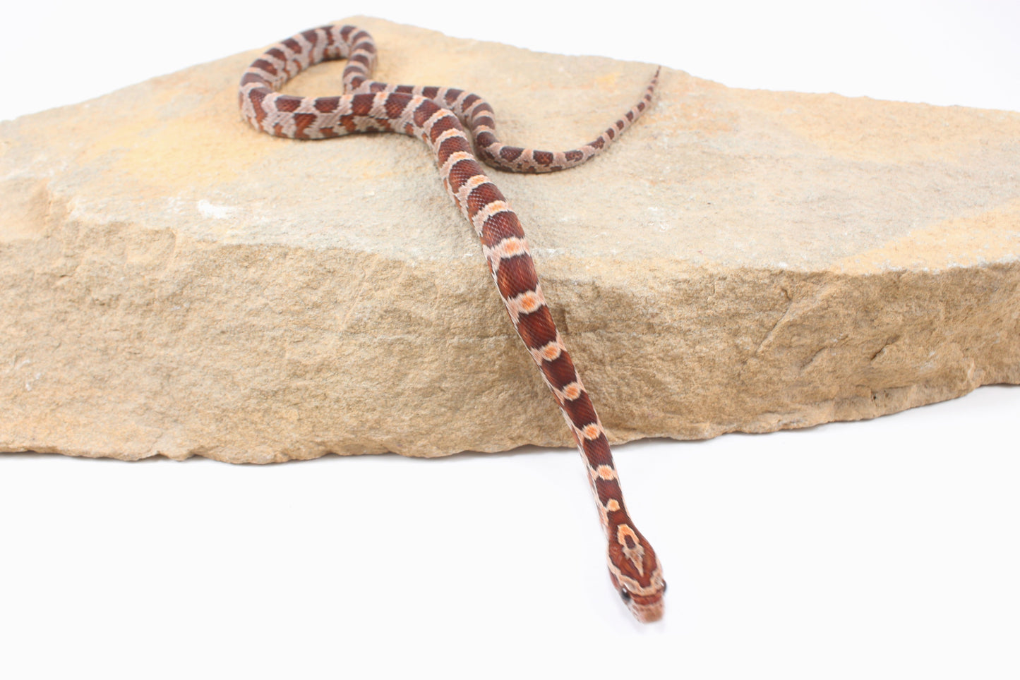 Classic Corn Snake
