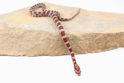 Classic Corn Snake