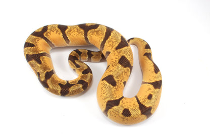 Orange Dream Enchi Yellow Belly Ball Python