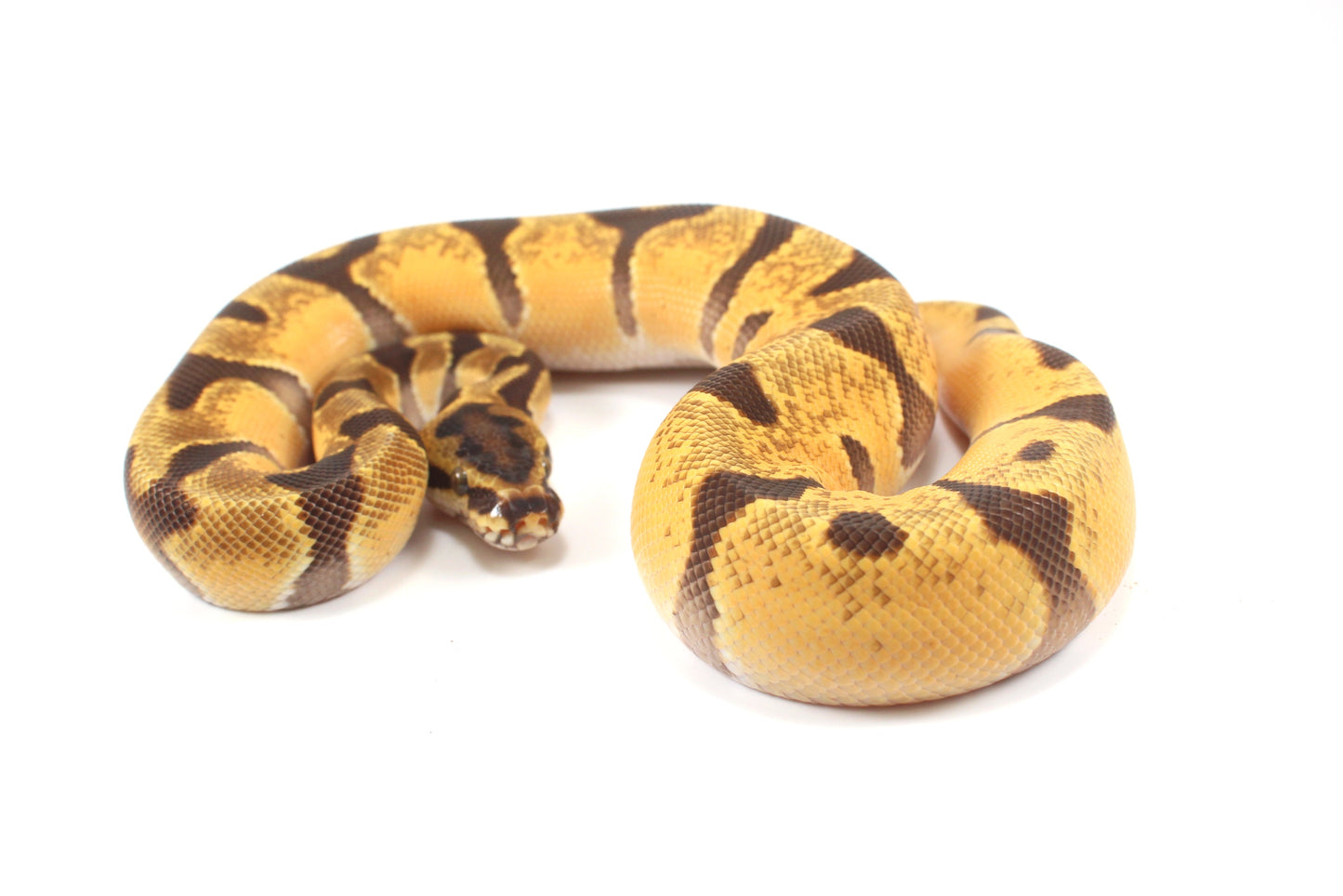 Orange Dream Enchi Yellow Belly Ball Python