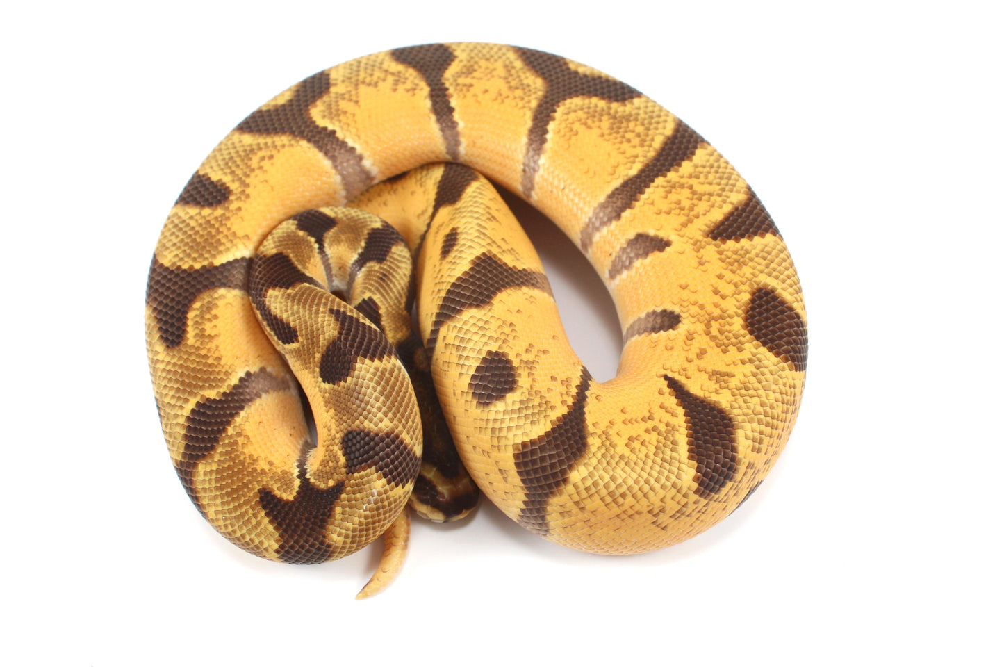 Orange Dream Enchi Yellow Belly Ball Python