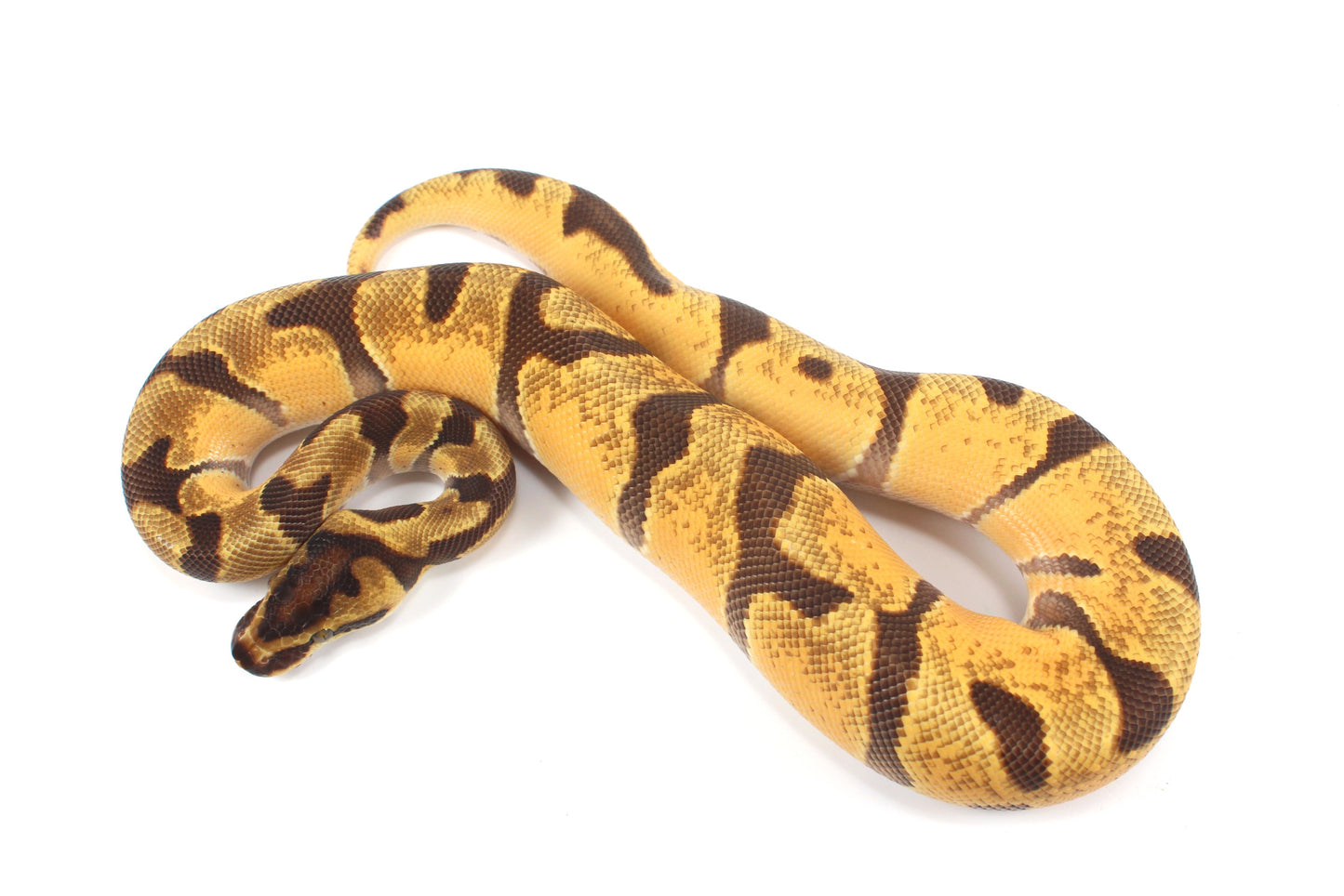 Orange Dream Enchi Yellow Belly Ball Python
