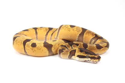 Orange Dream Enchi Yellow Belly Ball Python
