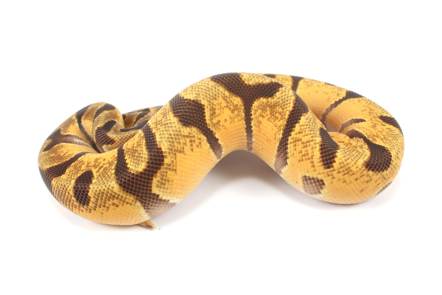 Orange Dream Enchi Yellow Belly Ball Python
