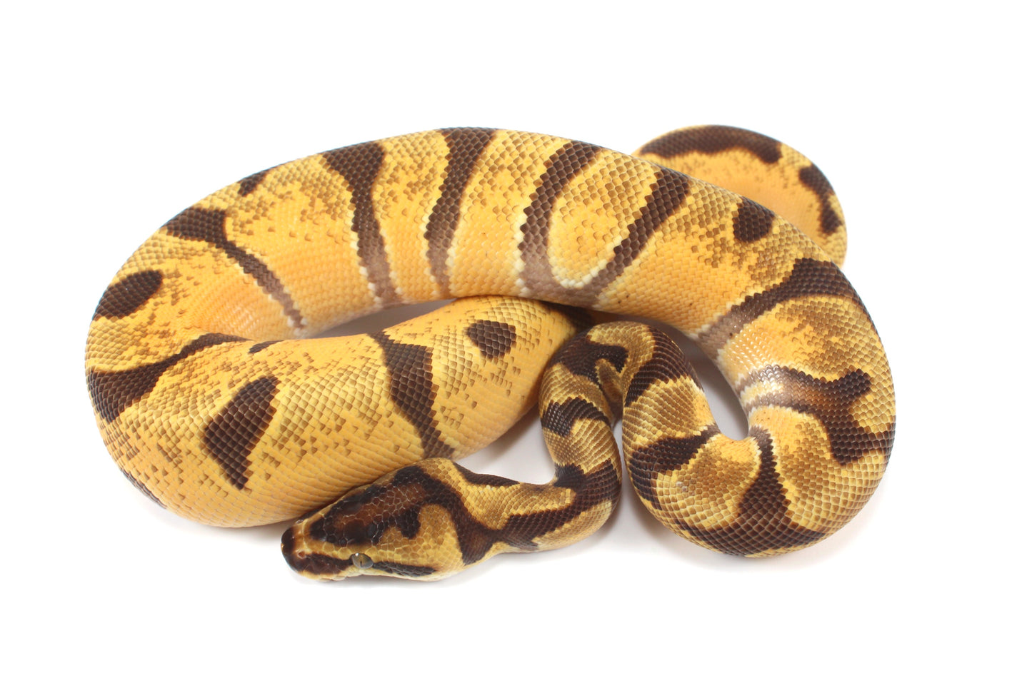 Orange Dream Enchi Yellow Belly Ball Python