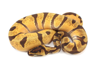 Orange Dream Enchi Yellow Belly Ball Python