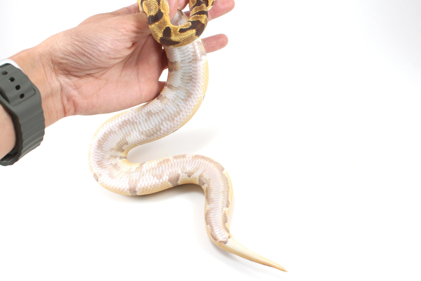 Orange Dream Enchi Yellow Belly Ball Python