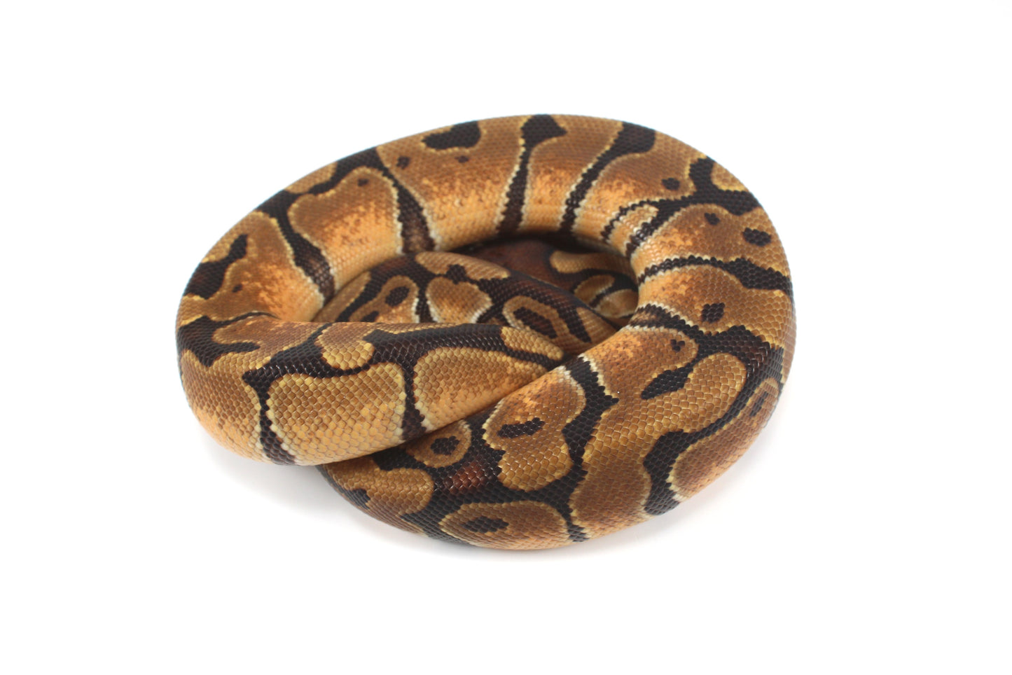 Enchi Ball Python