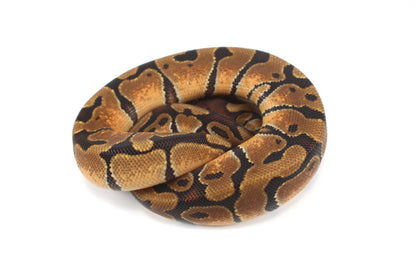 Enchi Ball Python
