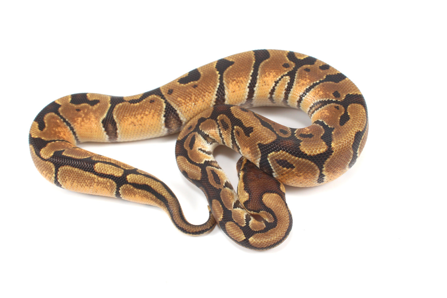 Enchi Ball Python
