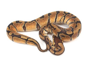 Enchi Ball Python