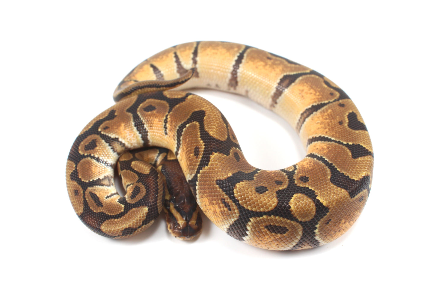 Enchi Ball Python