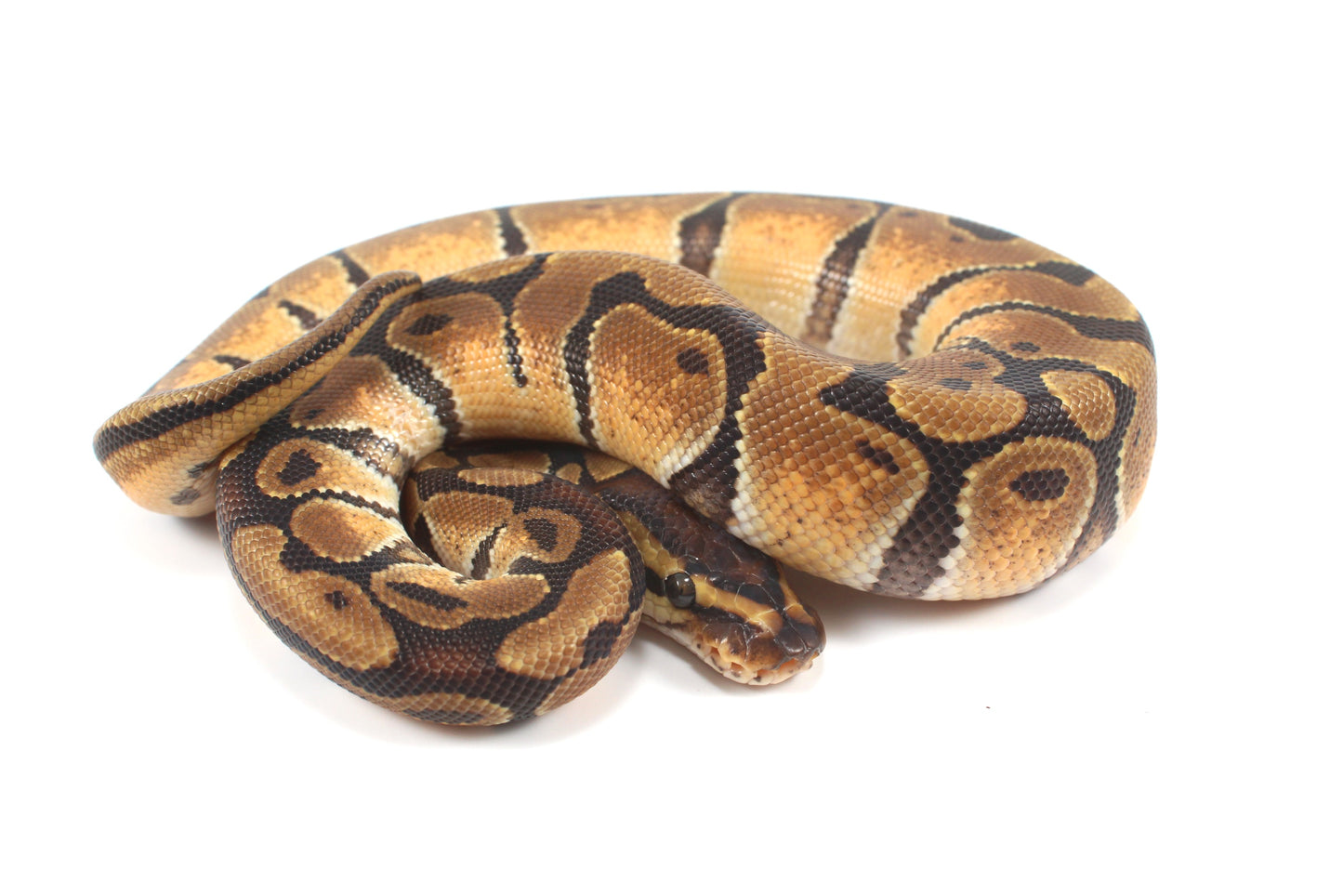 Enchi Ball Python