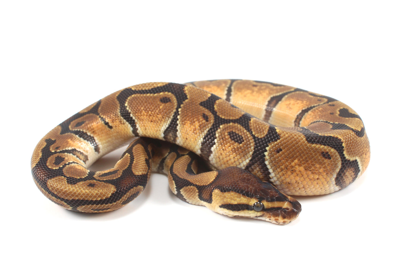 Enchi Ball Python