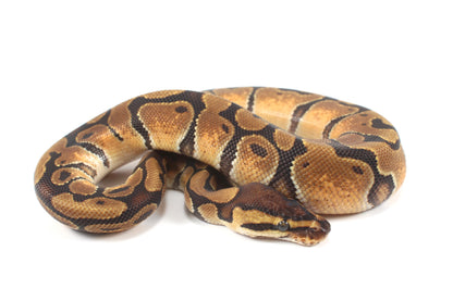 Enchi Ball Python