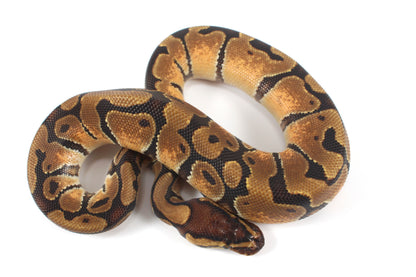 Enchi Ball Python