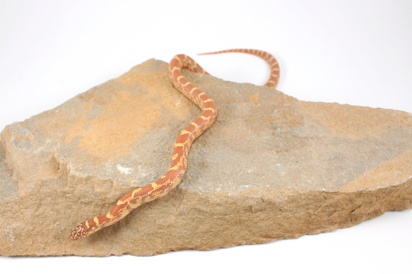 Lavender h. HX Florida Kingsnake