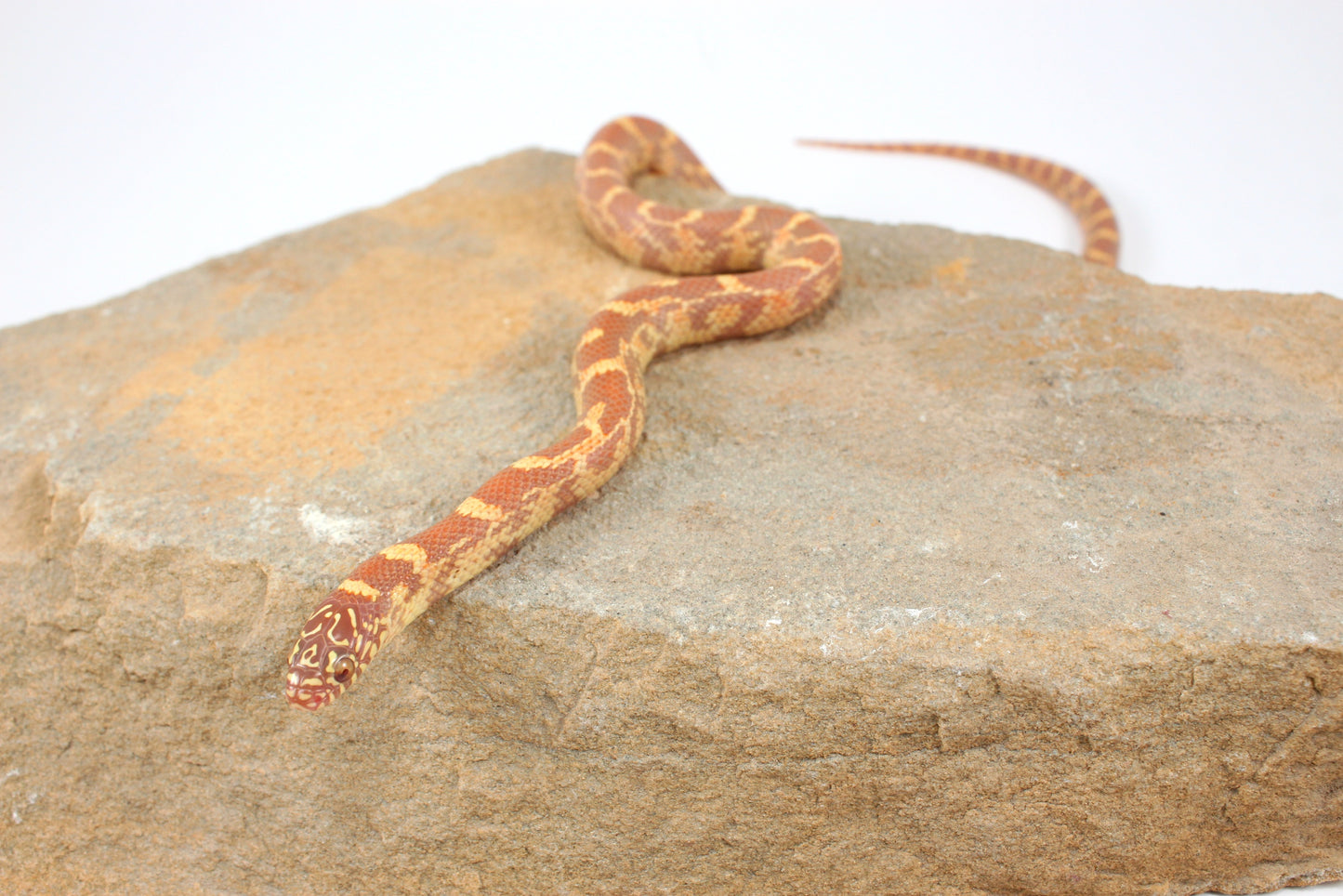 Lavender h. HX Florida Kingsnake