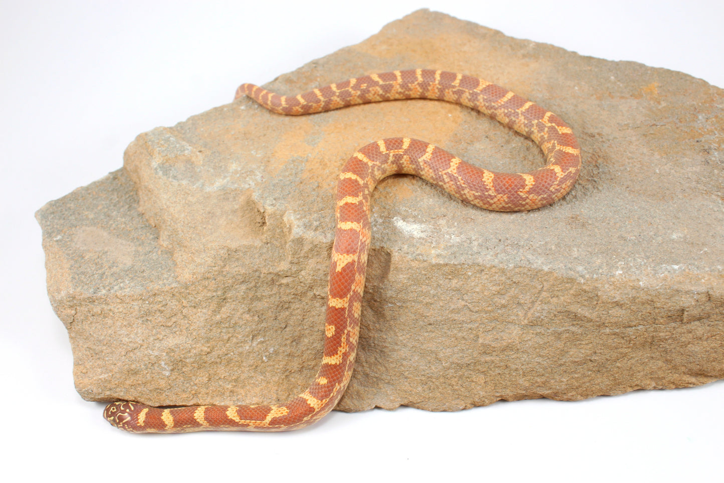 Lavender h. HX Florida Kingsnake