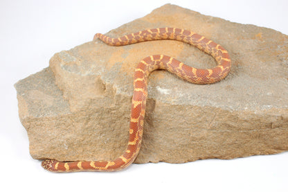 Lavender h. HX Florida Kingsnake