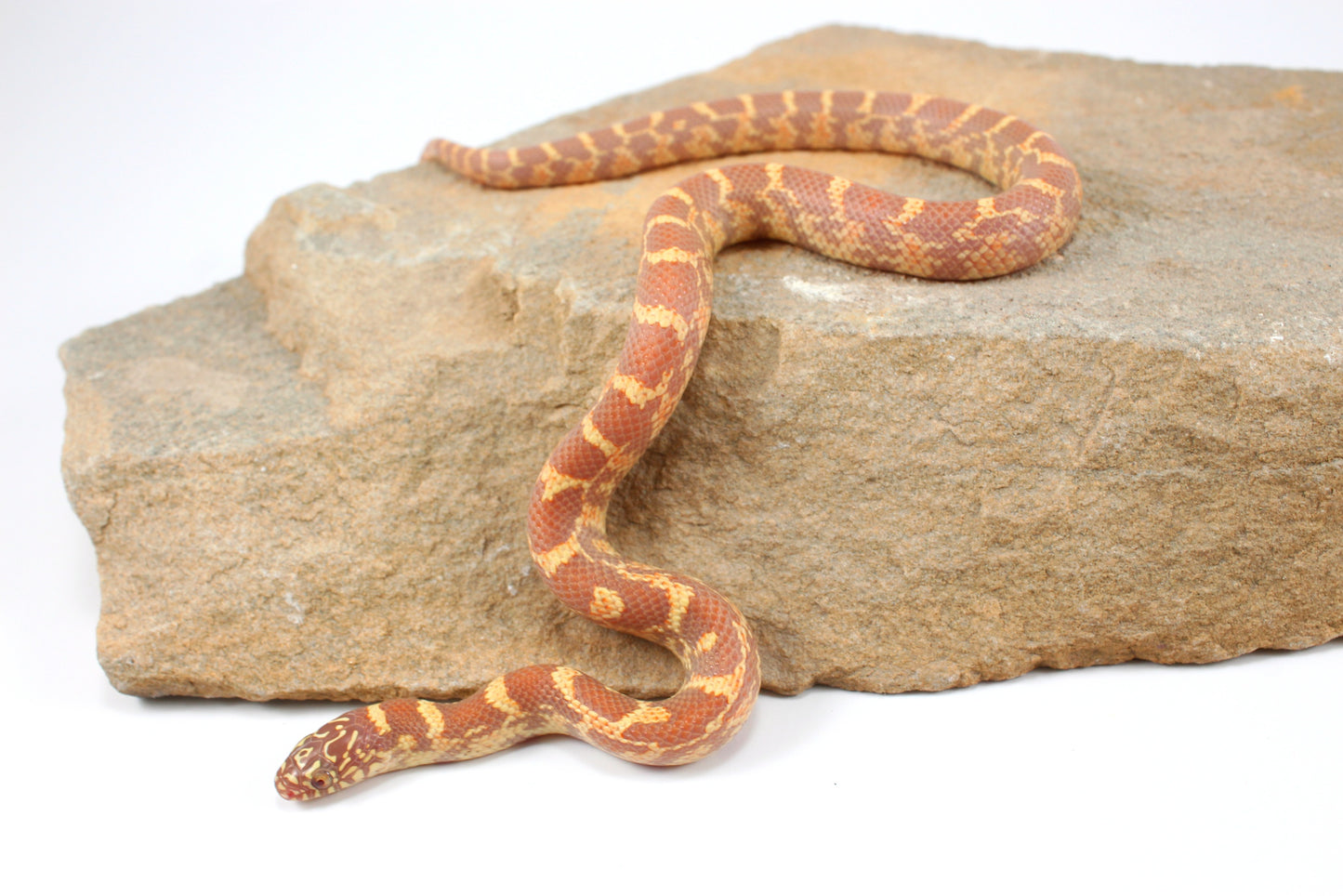 Lavender h. HX Florida Kingsnake