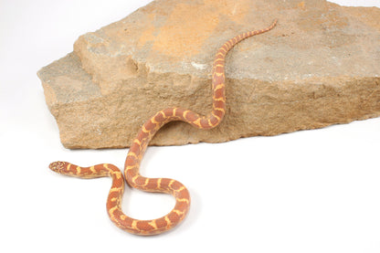 Lavender h. HX Florida Kingsnake