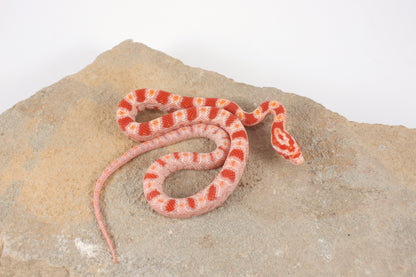 Amel Corn Snake
