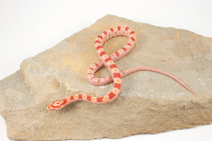 Amel Corn Snake