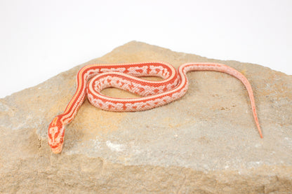 Amel Tessera Corn Snake