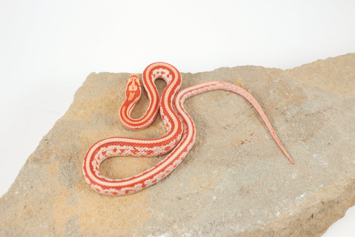 Amel Tessera Corn Snake