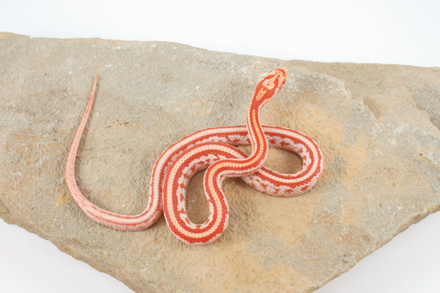 Amel Tessera Corn Snake