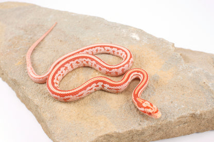 Amel Tessera Corn Snake