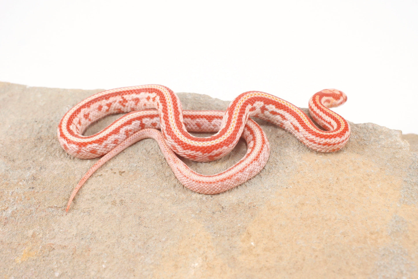 Amel Tessera Corn Snake
