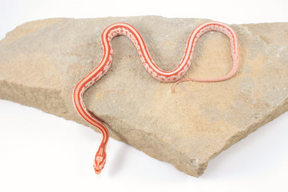 Amel Tessera Corn Snake