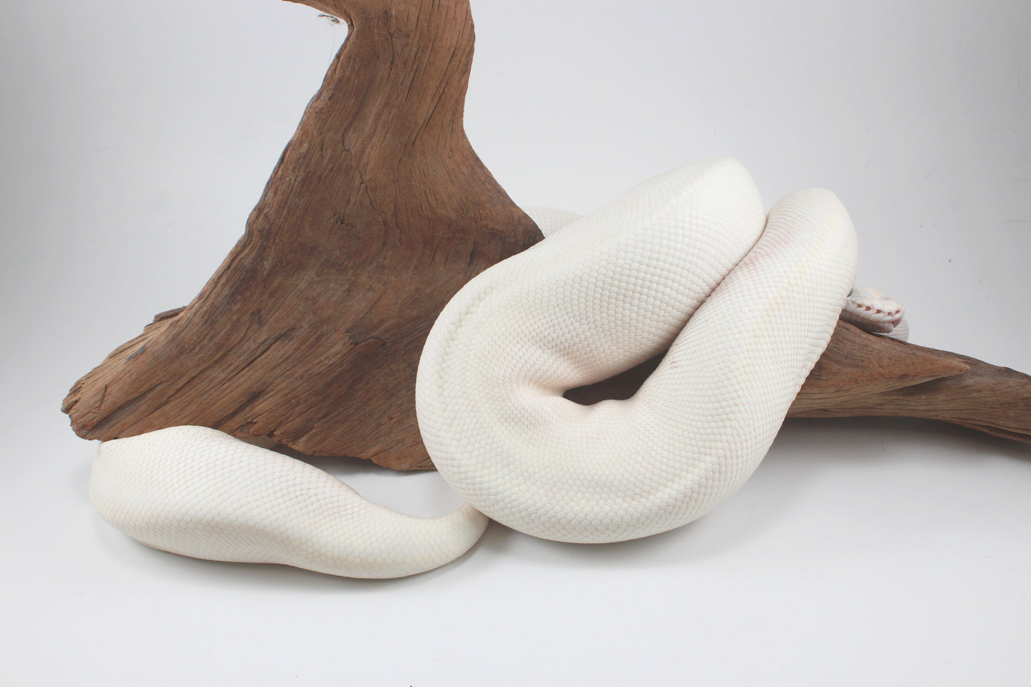 Blue Eye Leucistic Ball Python