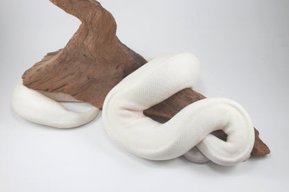 Blue Eye Leucistic Ball Python