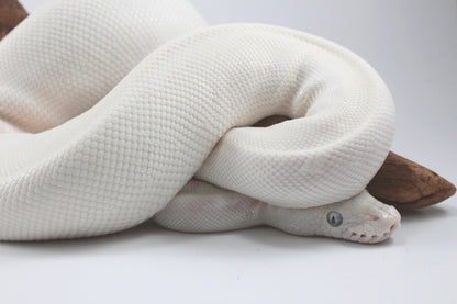 Blue Eye Leucistic Ball Python