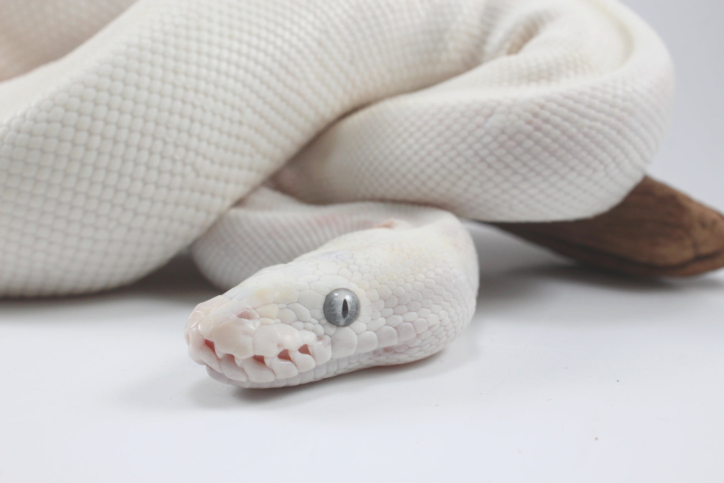 Blue Eye Leucistic Ball Python