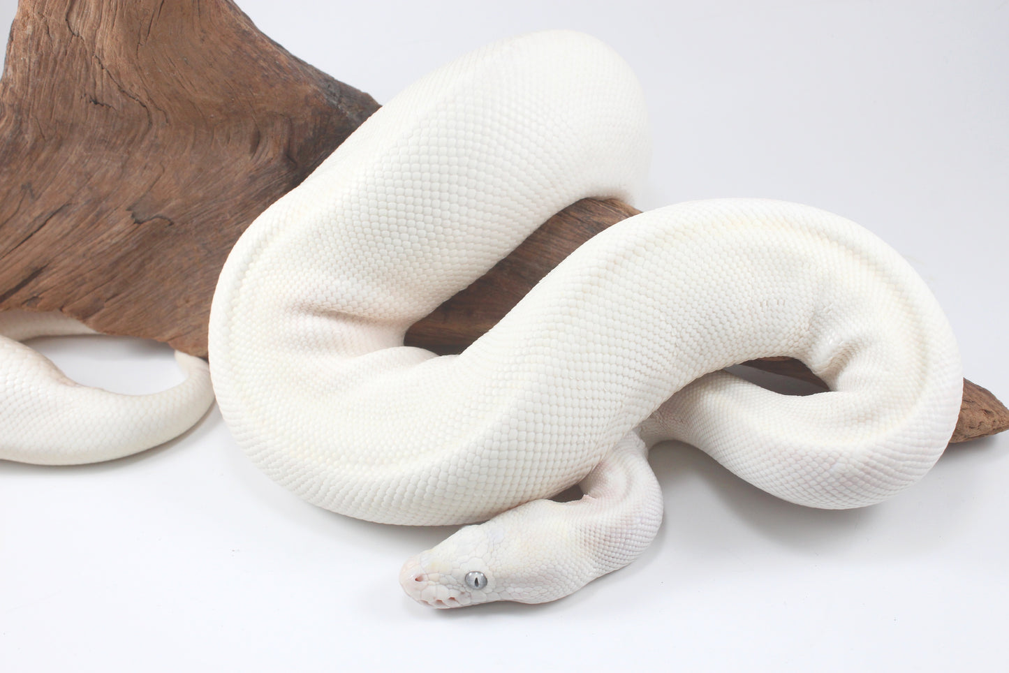 Blue Eye Leucistic Ball Python