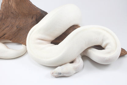 Blue Eye Leucistic Ball Python