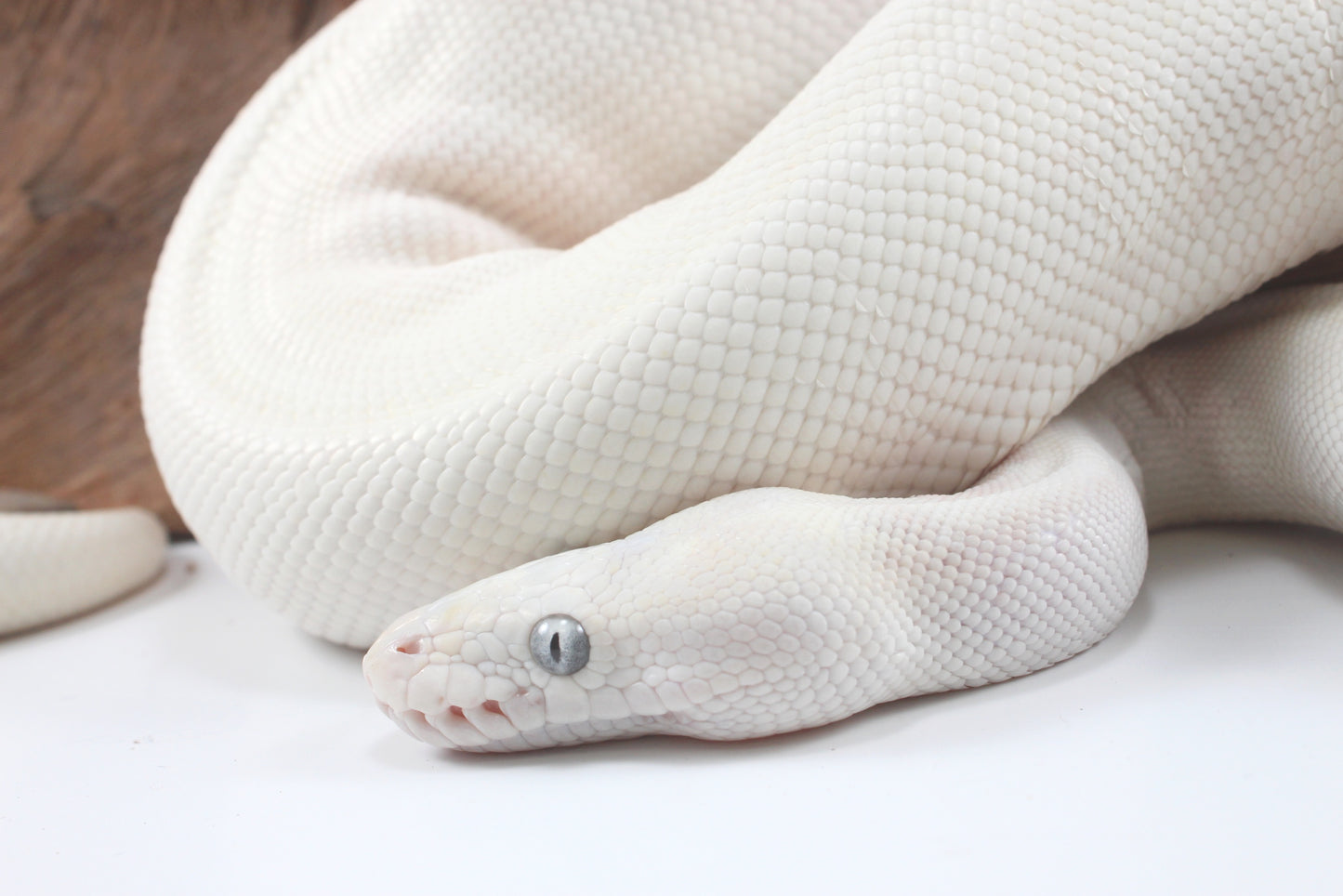 Blue Eye Leucistic Ball Python