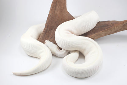 Blue Eye Leucistic Ball Python