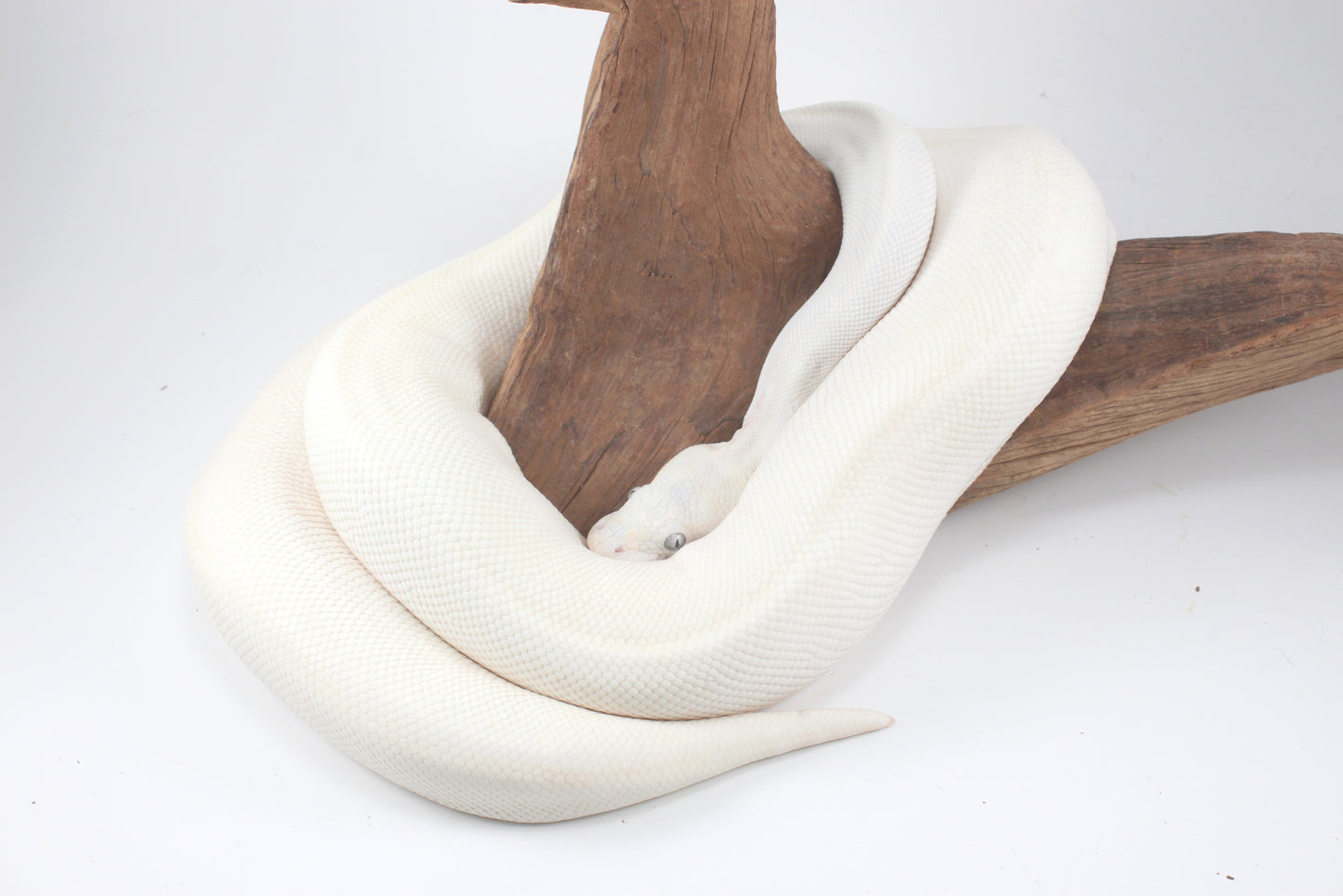 Blue Eye Leucistic Ball Python