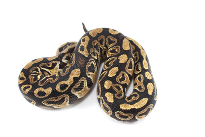 Hurricane Ball Python