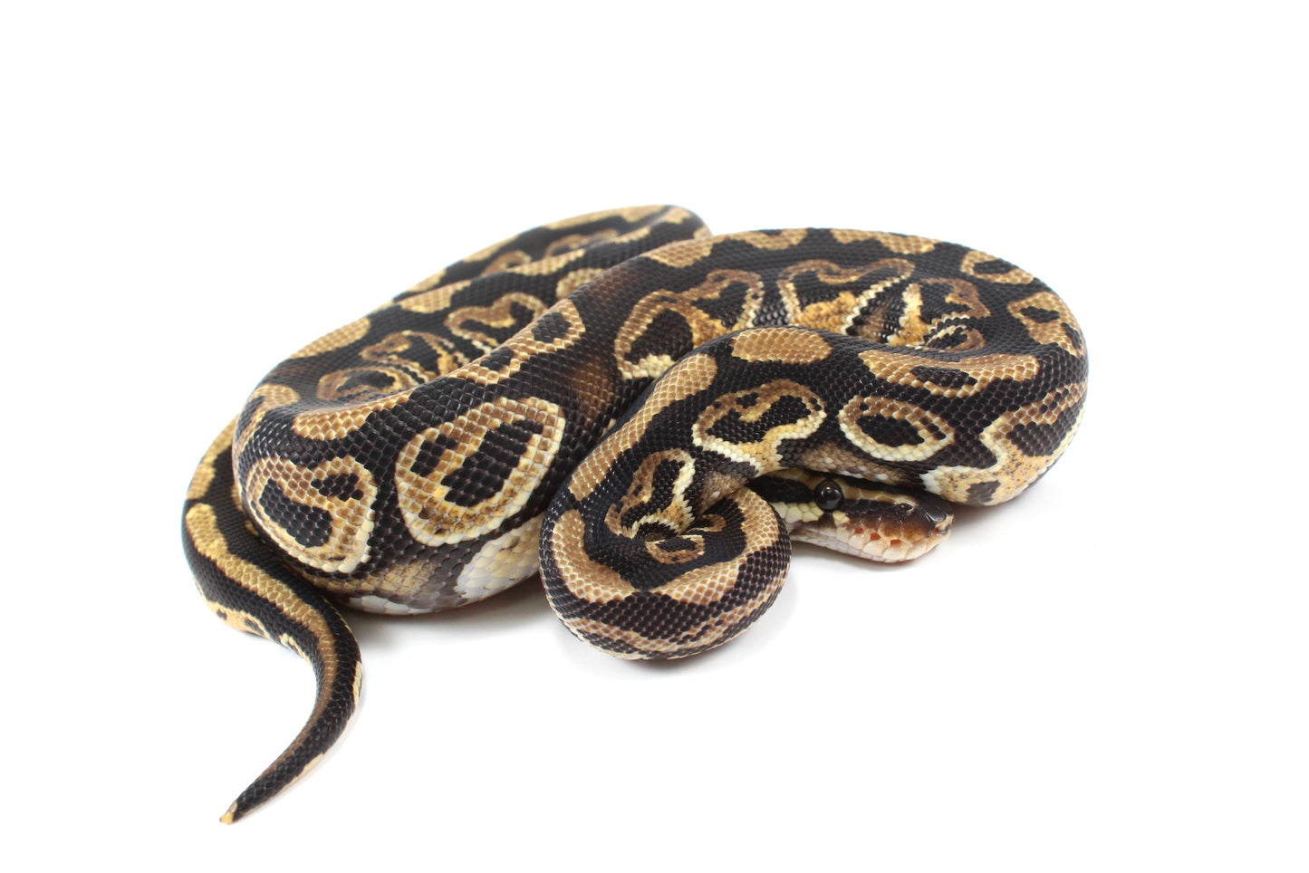 Hurricane Ball Python
