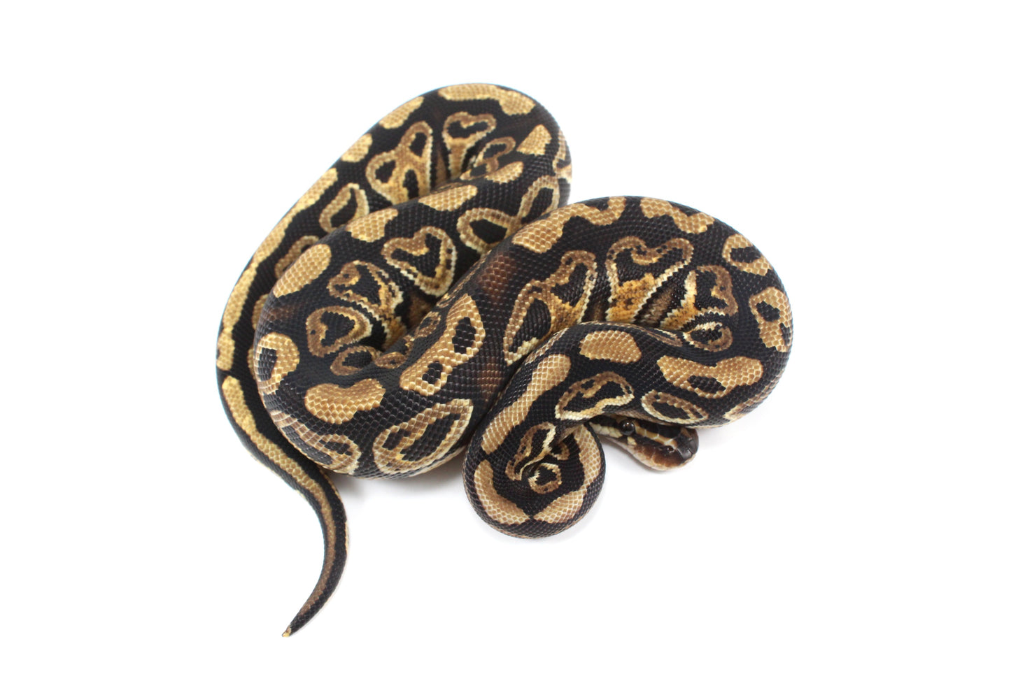 Hurricane Ball Python