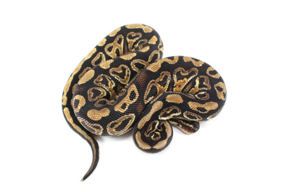 Hurricane Ball Python