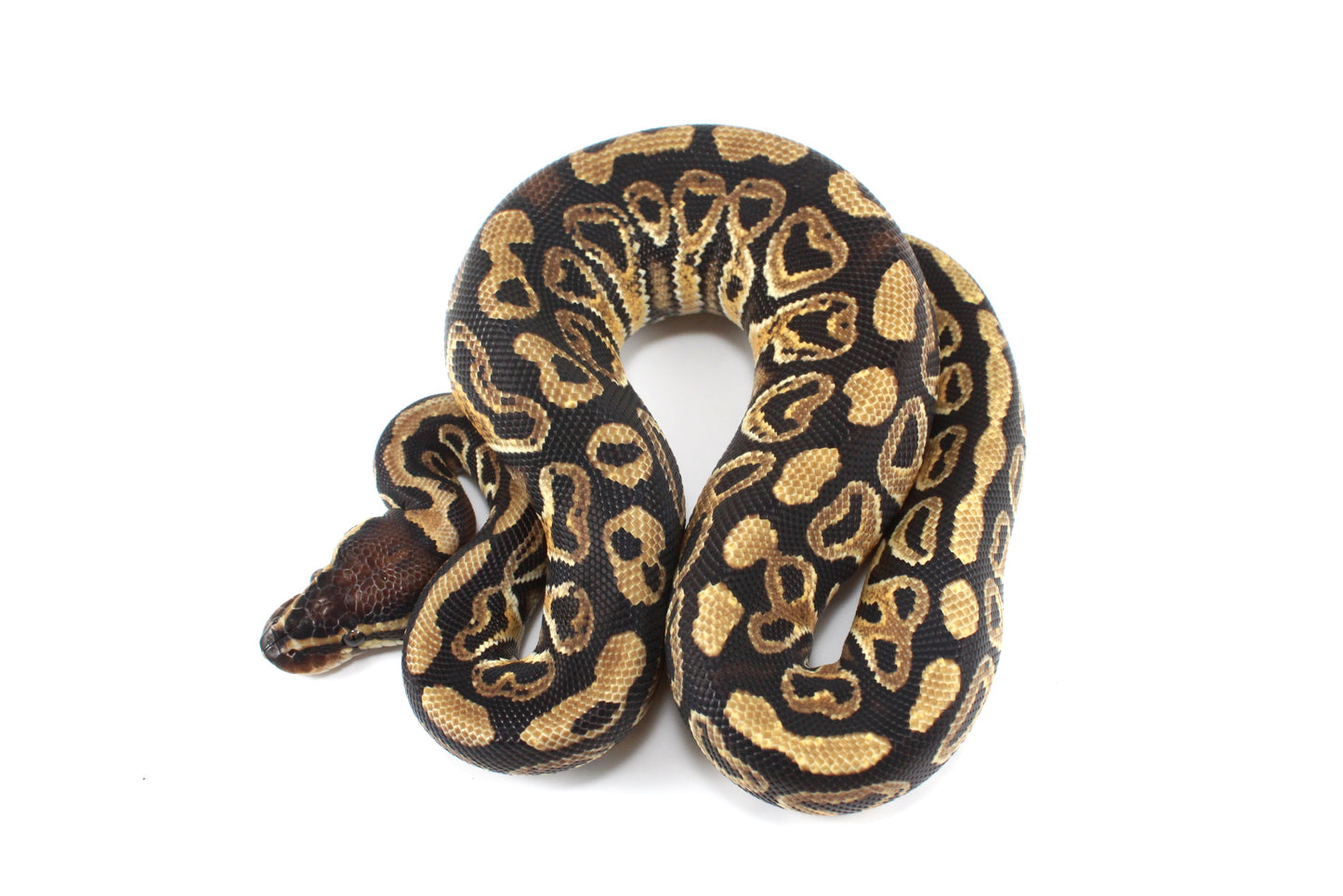 Hurricane Ball Python