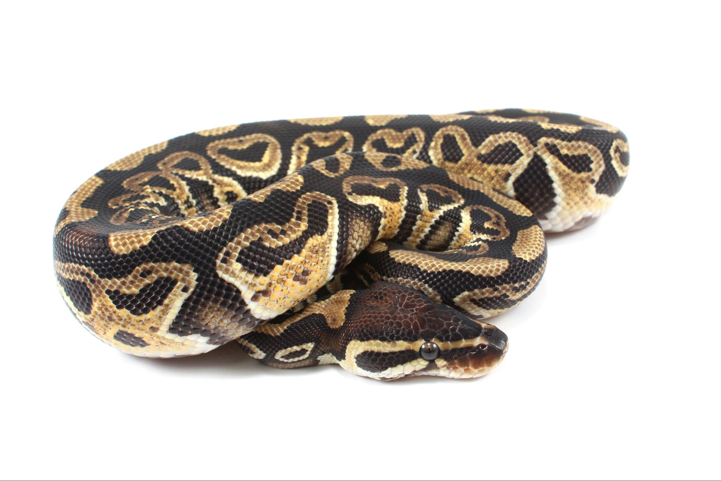 Hurricane Ball Python